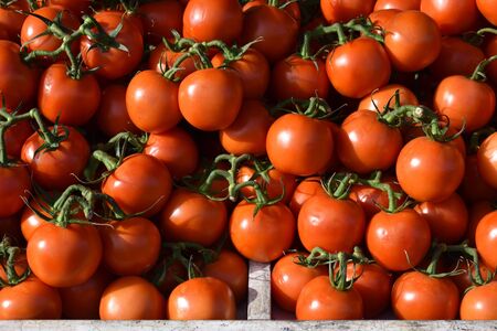 Freshly harvested branch tomatoes exposed for sale in a market stallの写真素材