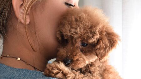 Portrait of a cute brown toy poodle in the arms of its young woman ownerの写真素材