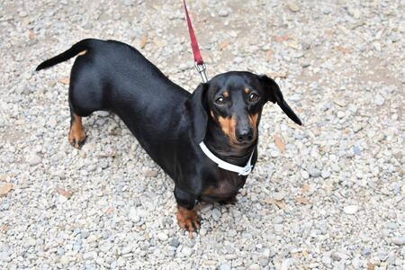 Sad eyes of a dachshund dog while watching its owner go awayの写真素材