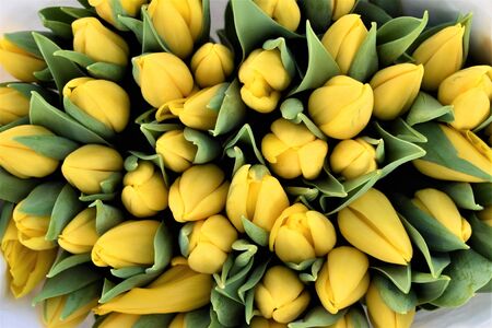 Top view of a bouquet of yellow tulips about to open. Floral backgroundの写真素材