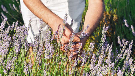 Foreground of a farmer's hands checking the maturity of lavender flowers before harvesting them. Perfume industryの写真素材