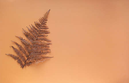 Autumn, dry, brown fern leavesの写真素材