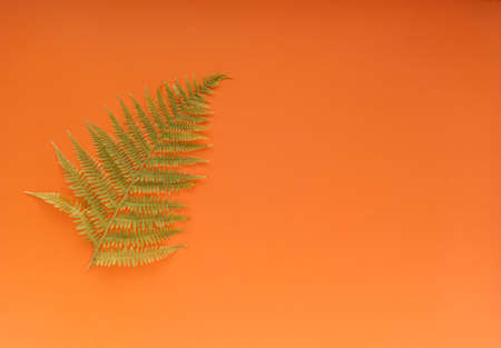 A fern on an orange background. Top viewの写真素材
