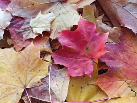 Autumn leaf fall. Lots of maple leaves. Red Maple leafの写真素材