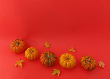 Preparation for the celebration of Halloween. Five pumpkins lie in a semicircle with maple leaves on a red background.の写真素材