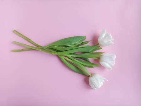 Spring flowers, a compliment to a woman. A bouquet of white tulips on a pink background.の写真素材