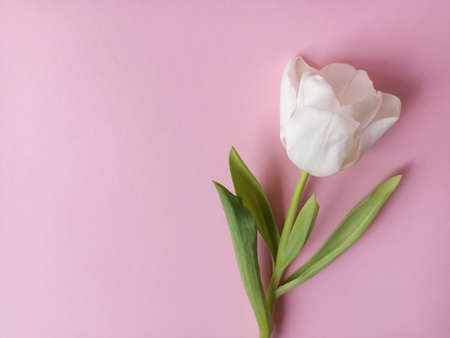 A white tulip on a pink background. Gentle greeting cardの写真素材