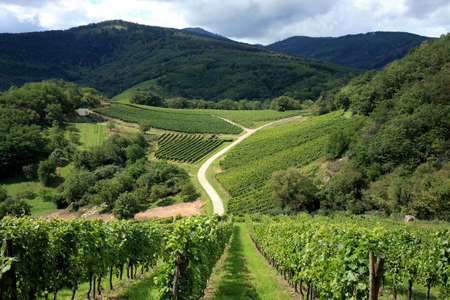 Route des vines in Alsace - France.Vineyard Route des vines in Alsace - France.Vineyard