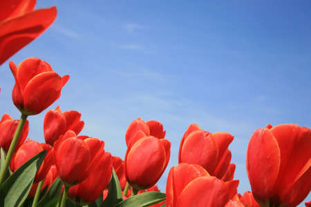 Field of red tulips and blue sky, spring in Netherlands.の写真素材