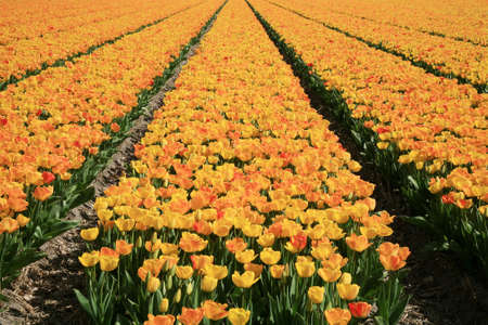 Field of yellow tulips – Dutch country by spring, Netherlands