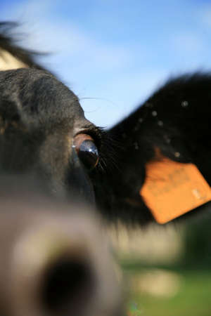A close up of a cow's head. の写真素材