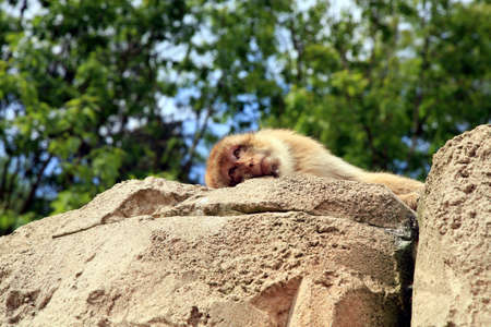 Macaque lying on rock and looking down on people. Rest.の写真素材