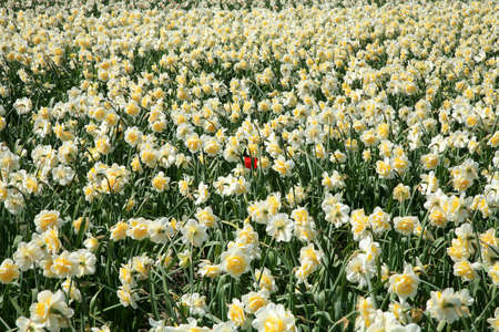 Field full of narcissuses and one lonely red tulips. Dutch country by spring. Netherlands.の写真素材