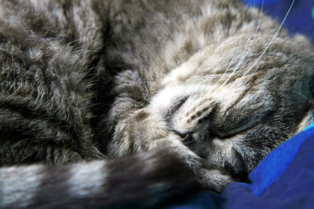 Domestic, striped, grey  cat sleeping on the bed.の写真素材