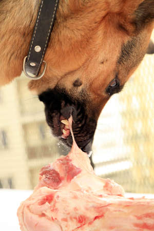 German Shepherd Dog ( Alsatian ) eating big bone. Domectic animal with beasts instinct.の写真素材