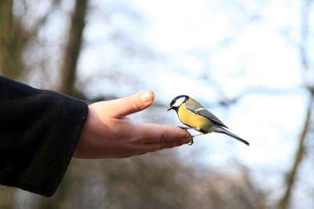 Hungry tit bird sitting on hand with a seed and feeding, winter.の写真素材