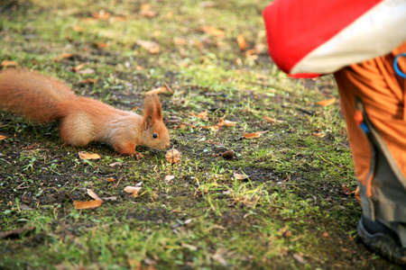 The boy is feeding the tame squirrel during the walk in the park.の写真素材