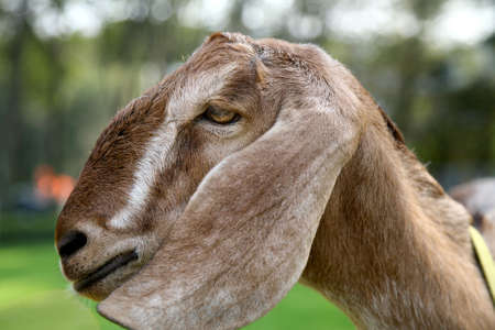 Close-up portrait of a brown goat の写真素材