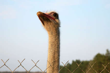 Ostriches farm in Polish country. Poland.