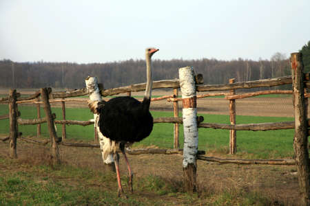Ostriches farm in Polish country. Poland.の写真素材