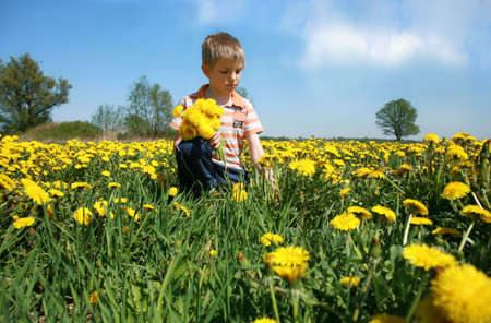 Little boy is picking bunch of dandelion on meadow full of yellow dandelions by may.の写真素材