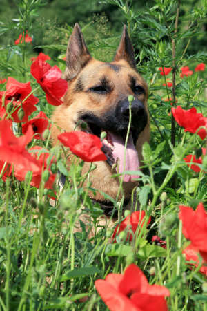 Portrait of the Alsatian ( German Shepherd Dog )  sitting on field with poppies. The breathless dog is resting after the play amongst summer, wild flowers in the hot day.の写真素材