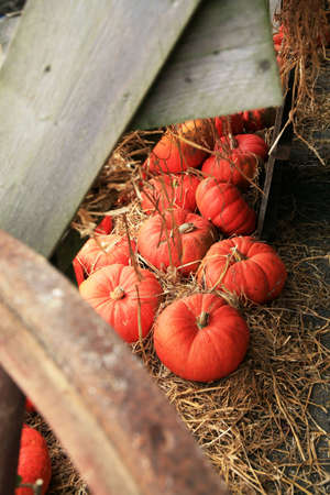 Orange pumpkin on the straw in barn before Halloween Day.  Autumn crops.の写真素材