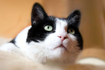 Black and white cat. Domestic animal. Pet.の写真素材