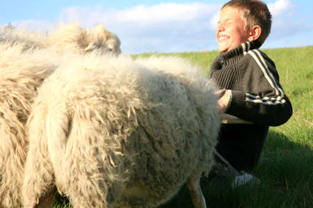 The boy is feeding sheep on the meadow. Skudde - the most primitive sheep breed in Europe の写真素材