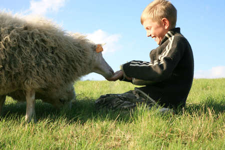 The boy is feeding sheep on the meadow. Skudde - the most primitive sheep breed in Europe の写真素材