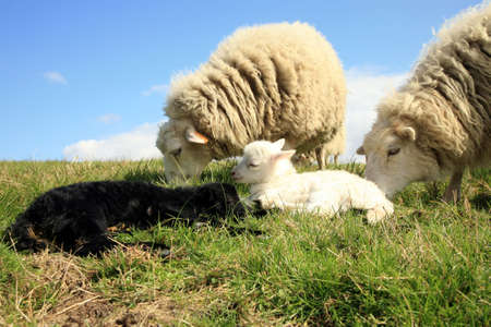 White and black sleeping lambs. Herd of sheeps, Skudde - the most primitive and smallest sheep breed in Europe on the field in Pasterka village in Poland.の写真素材