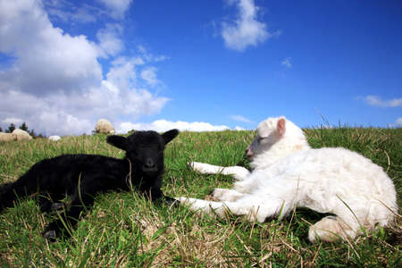 White and black sleeping lambs. Herd of sheeps, Skudde - the most primitive and smallest sheep breed in Europe on the field in Pasterka village in Poland.の写真素材