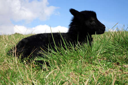 Black lying lambs. Herd of sheeps, Skudde - the most primitive and smallest sheep breed in Europe on the field in Pasterka village in Poland.の写真素材
