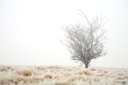 Trees in misty haze in a gloomy winter day. Pasterka village in Poland.の写真素材