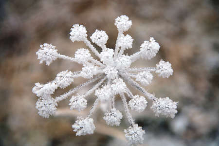 Flower in winter with frozen ice crystals の写真素材