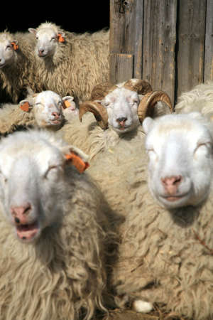 A herd of sheep resting and basking in the sun before entering the barn. Skudde - the most primitive...