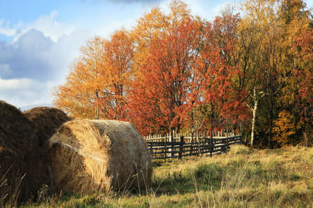 Warm and colorful autumn in the countryside. Harvested hay.の写真素材