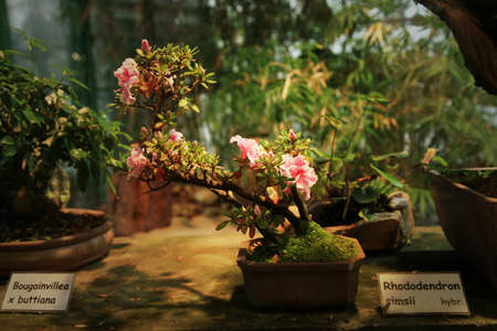 Azalea bonsai, Orangery with tropical plants in Czech Republic, Liberec の写真素材