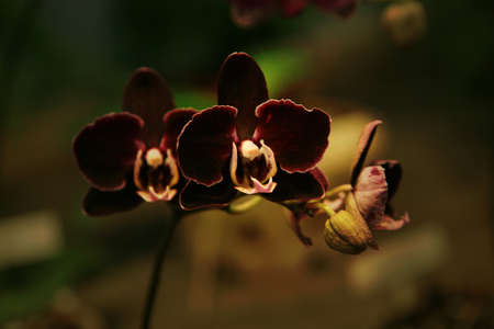 Orchid, Orangery with tropical plants in Czech Republic, Liberec の写真素材