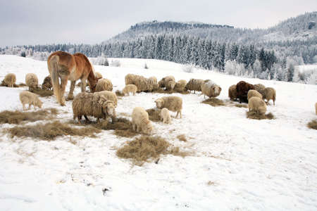 Herd of sheep skudde and horse haflinger eat the hay meadow covered with snow  Winter on the farm の写真素材