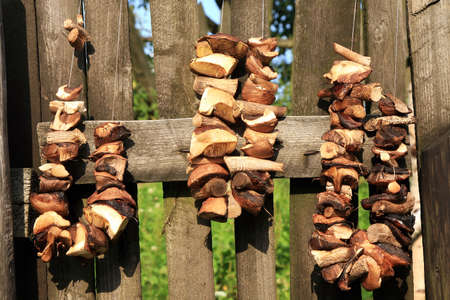Boletes, forest, edible mushrooms, are drying is hung on the gate of the old garden  Autumn harvest の写真素材