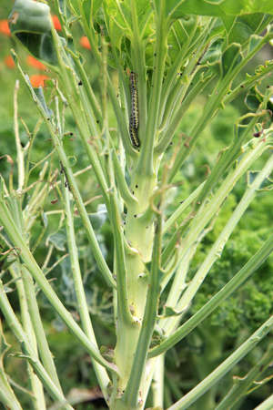 Organic farming sprouts destroyed by the larval stage of a butterfly cabbage 