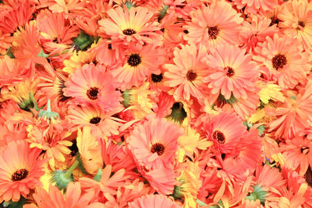 Head of marigold in a wicker basket  Herbs for drying の写真素材