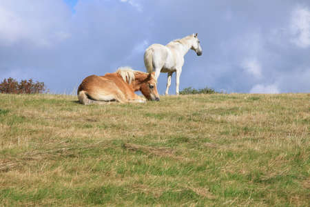 Two, white and brown horses resting on the meadow の写真素材