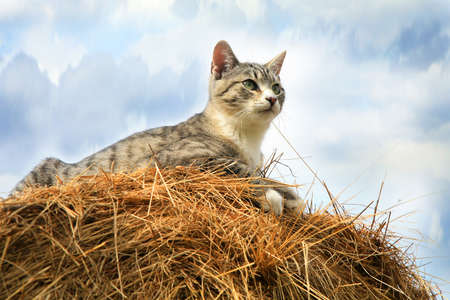 Striped, grey little cat sitting on hay の写真素材