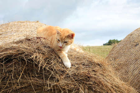 Warrantable, ginger cat hunts mice in the hay の写真素材