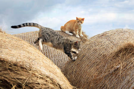Ginger and grey little cats playing on hayの写真素材