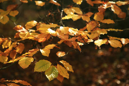 Autumn beech leaves â€“ abstract background  Art of nature 