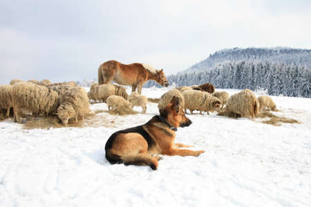 German Shepherd guarding herd of sheep feeding Skudde  Winter on the farm の写真素材