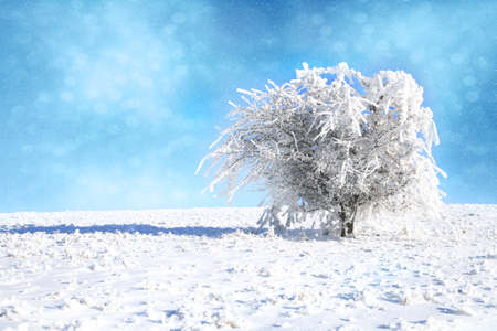 Hawthorn bush showered with snow  Winter landscape after a snowstorm の写真素材